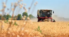 正是麦收农忙时