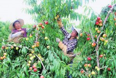 油桃新品种喜上市