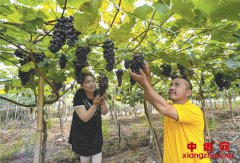 璧山：打造主城“四季果园” 早熟葡萄上市采摘