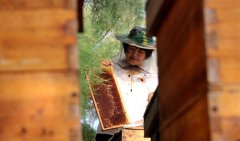 仲夏时节采蜜忙