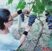 <b>安徽安徽省宿州市埇桥区大营镇：小葡萄筑就脱贫路</b>