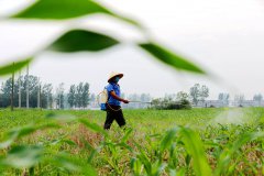 盛夏时节田管忙