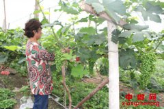 安徽界首：发展高效农业 促进群众增收
