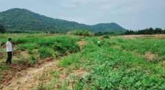 安徽墩上街道：“脱贫西瓜”走上致富道路