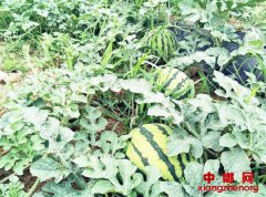 种出脱贫致富“花”