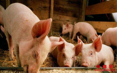 农业农村部发布通知要求严厉打击“炒猪”行为