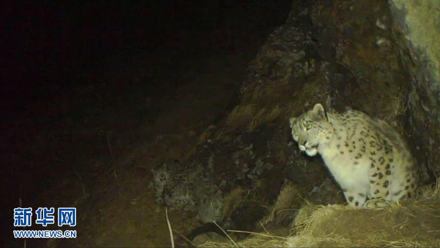 (图文互动)(2)四川卧龙拍摄到四只雪豹同框画面