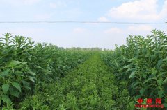 <b>安徽界首市芦村镇药材套种芝麻长势好</b>