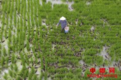 淮安洪泽：稻田深处听得“鸭”声一片