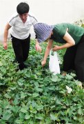<b>郯城：“蔬菜皇后＂成新宠爱</b>