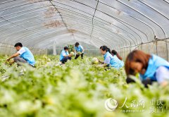 <b>重庆巫溪：雨打西瓜熟 小村飘出脱贫致富香</b>