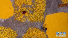 <b>重庆梁平：玉米丰收 农民晾晒忙</b>