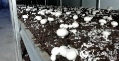 睢宁精准扶贫：光伏板下蘑菇旺 创业园里扎花忙