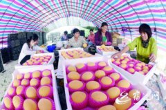 宿迁泗洪：“陈圩黄桃”通过网络畅销全国