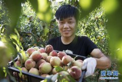 <b>黄土高坡 “仙桃”飘香</b>