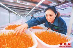 遂宁：虫草花养成记