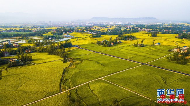 <b>重庆梁平：稻花香里庆丰年</b>