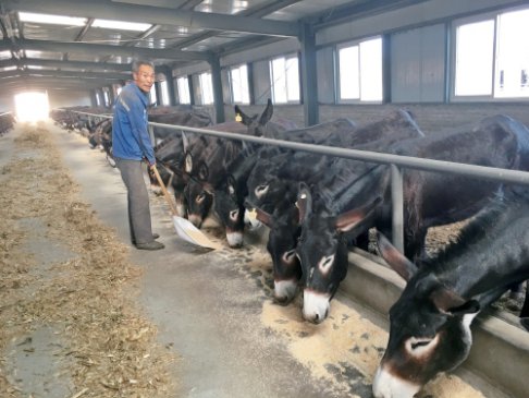 河北“阳原驴”带动乡村增收脱贫