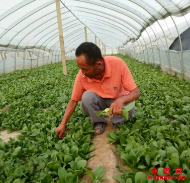 发展特色种植：西二铺乡的产业选择