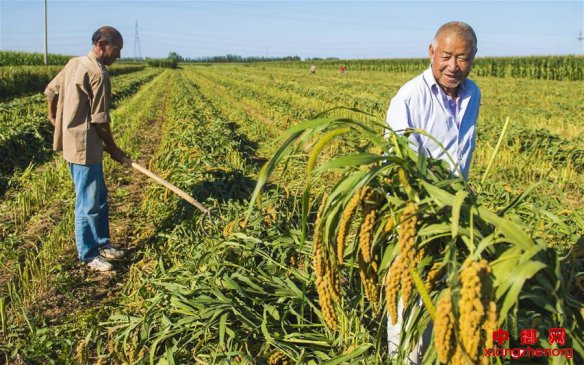 河北枣强：“扶贫谷子”富农家
