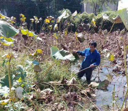 扶贫荷花别样红