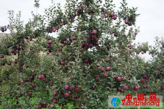 <b>花牛苹果“就很牛” 崛起之路</b>