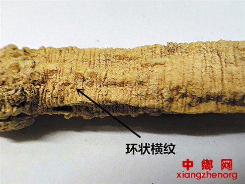 <b>选党参，其中门道你知道多少</b>