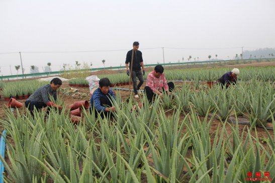 安徽：扶贫芦荟销售旺