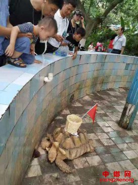 南宁动物园“龟背上粘筐收钱” 园方回应