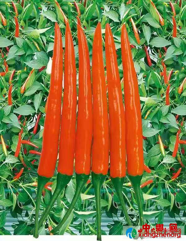 微信图片_20191012085910