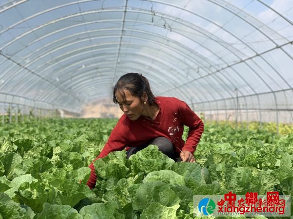 房家沟村村民打理自家的设施蔬菜 王丹丹摄