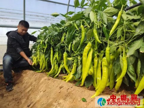 郑州中农福得，深耕辣椒，厚积薄发，独领风骚！