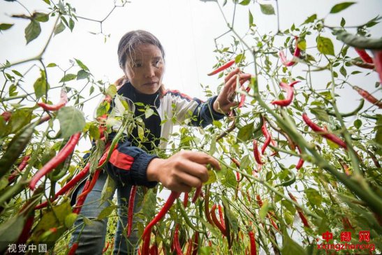 <b>贵州毕节红辣椒丰收 农民采收分外忙</b>