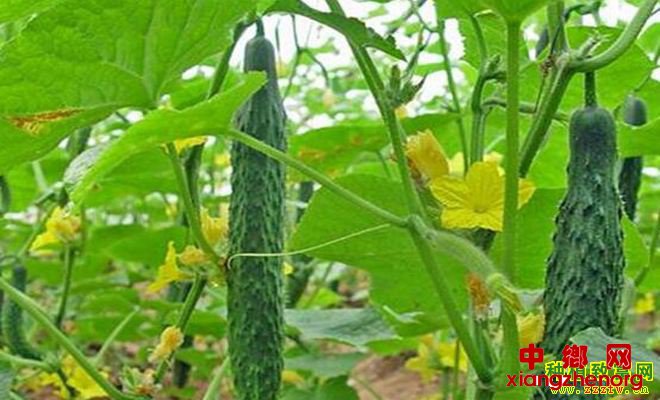 越冬茬黄瓜种植技术三要点