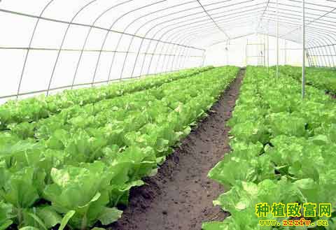 冬季蔬菜防寒技术措施