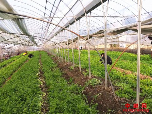 安徽宿州市埇桥区西二铺乡：“三链模式”助推产业扶贫