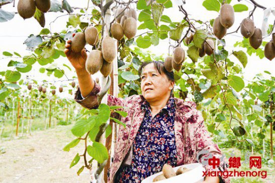 江苏盐城大丰果园猕猴桃丰收 预计亩产达5000斤