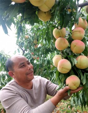 <b> 东郯城：“映霜红”映红了农民贫困路</b>