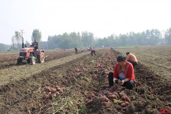 安徽界首：种植红薯收入高