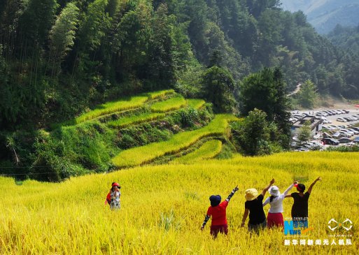 俯瞰梯田秋色浓：大地铺金 稻谷丰收