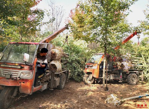 山东郯城：挖树队借力“机械化”奔上小康路