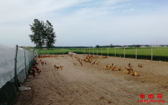 安徽五河县临北回族乡：发展特色种养业 助力脱贫攻坚