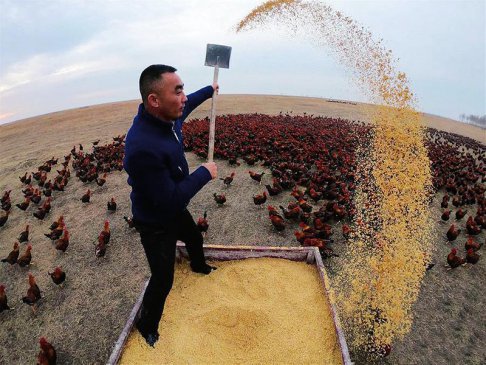 草原上的“网红鸡将军”