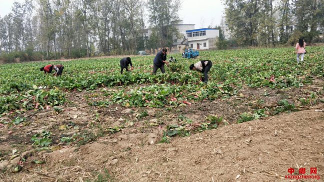 安徽：贫困户萝卜滞销扶贫干部牵线搭桥