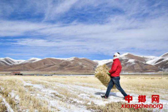 青海果洛：牧民备草忙