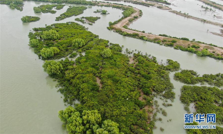 （环境）（1）飞“阅”海上森林——红树林