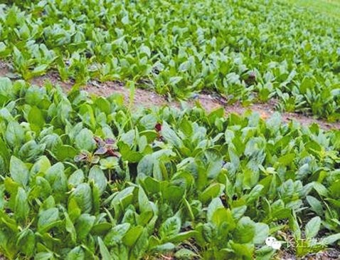 菠菜越冬追好越冬肥