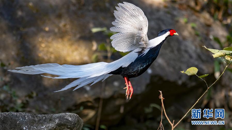 （生态）（2）寻找初冬大美之鸟