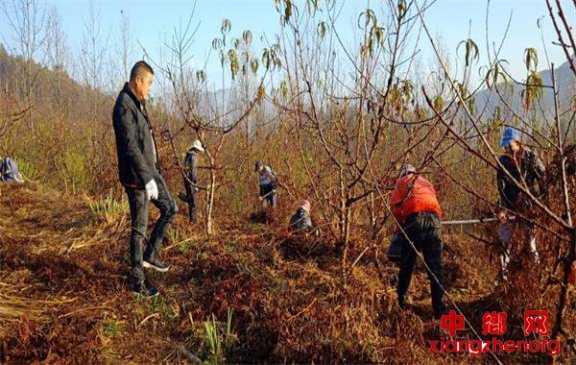 安徽棠溪镇双合村：发展黄精种植 助力脱贫攻坚