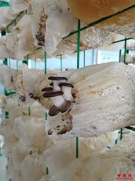 <b>安徽埇桥区西二铺乡：小小菌菇扶贫厂脱贫致富见成效</b>